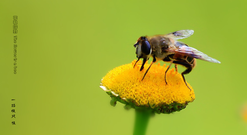 ޷  The flower is a bee 