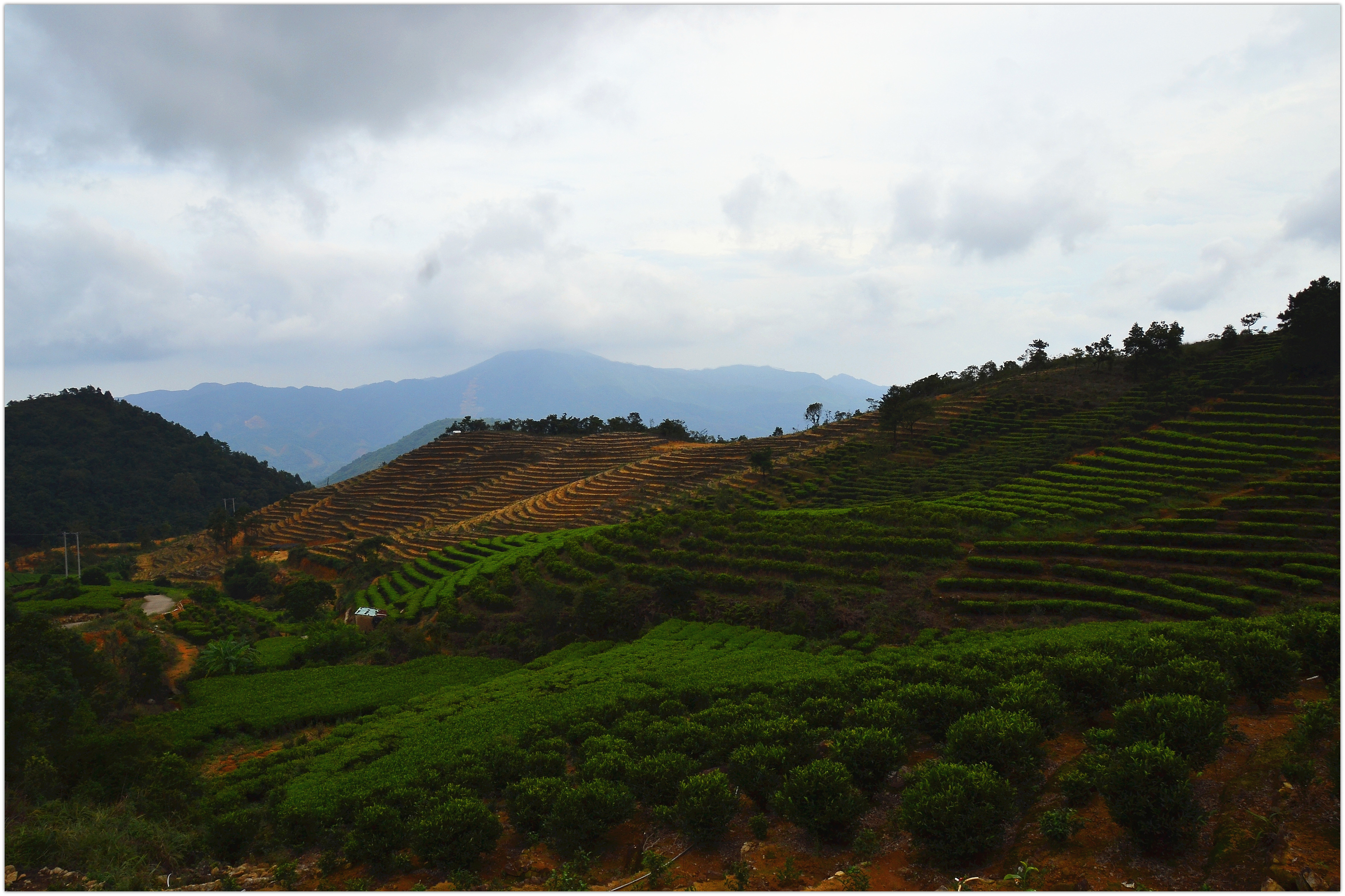 茶山行