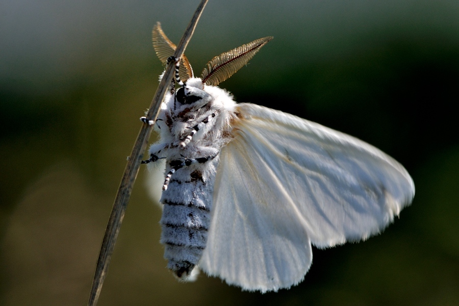 世界上最可爱的蛾子图片
