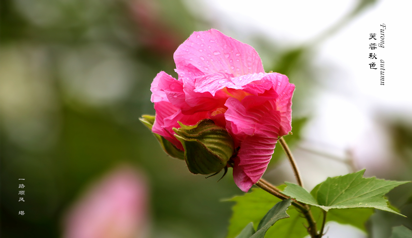 【秋天的芙蓉花摄影图片】生态摄影