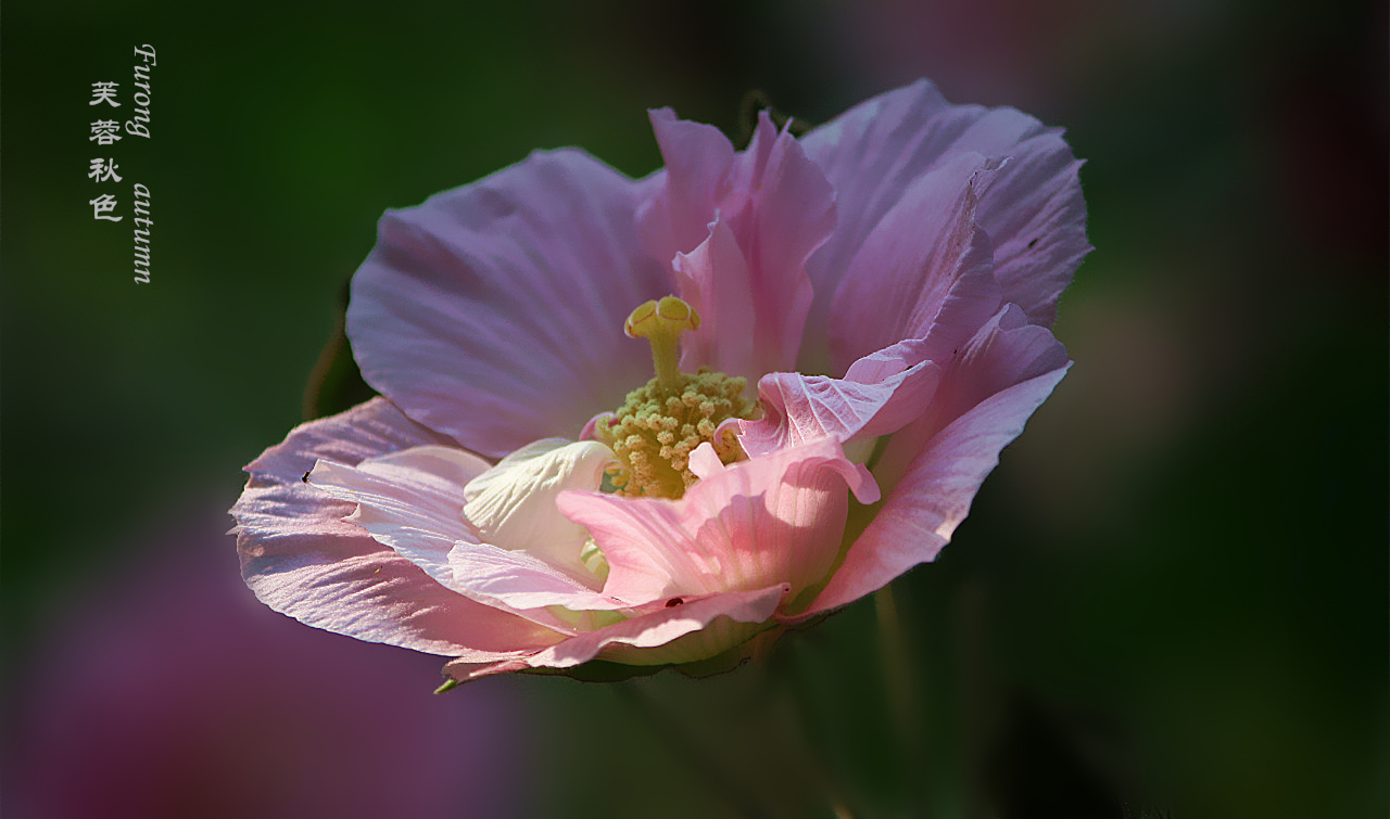 【秋天的芙蓉花摄影图片】生态摄影