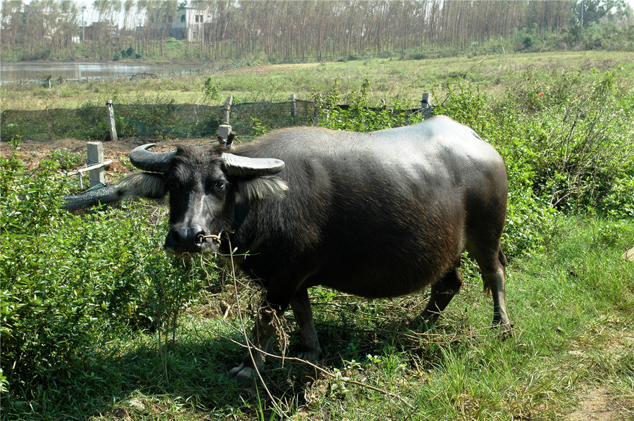 乡村牧牛照片图片