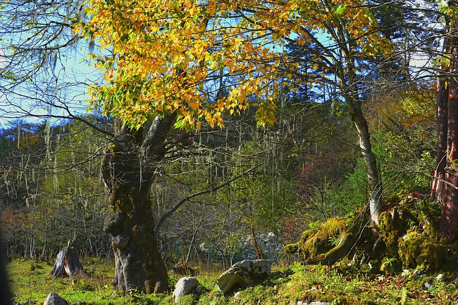 (﹵֮)