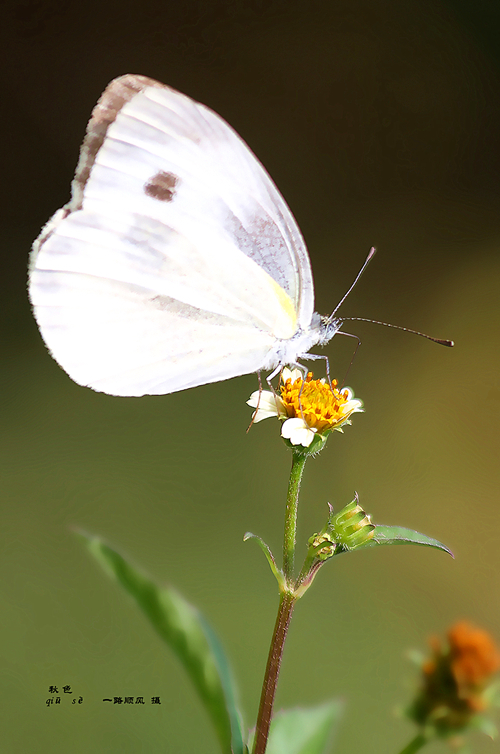 木棉花的春天小蝶图片图片