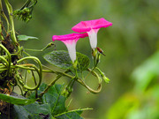 牵牛花