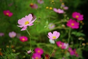 园子里的花儿们——粉色格桑花（一）