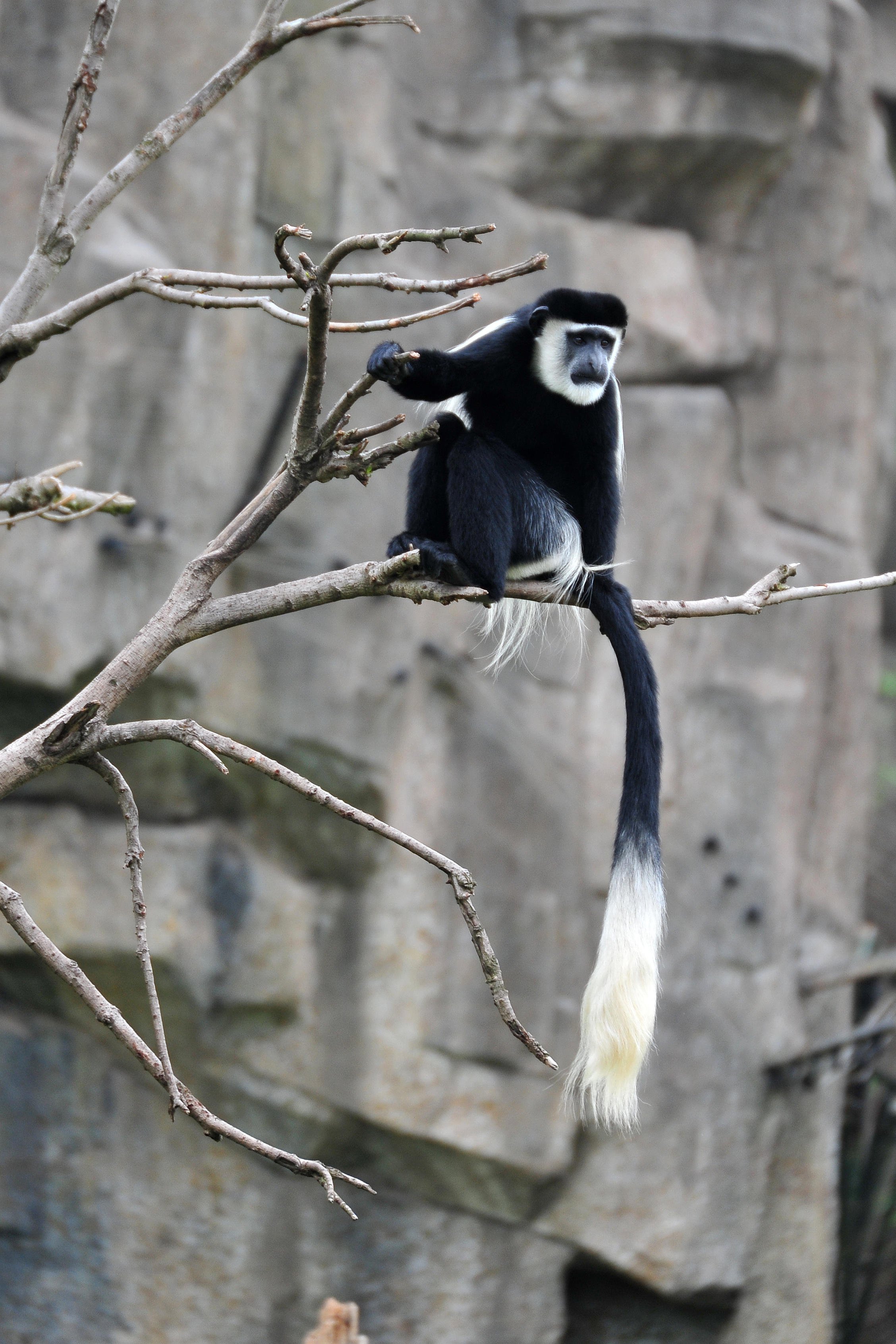 动物园里拍动物(7)——猴
