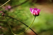 园子里的花儿们——粉色格桑花（二）