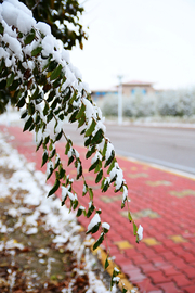          - _ - 10月22日 深 秋 初 雪 - _ -