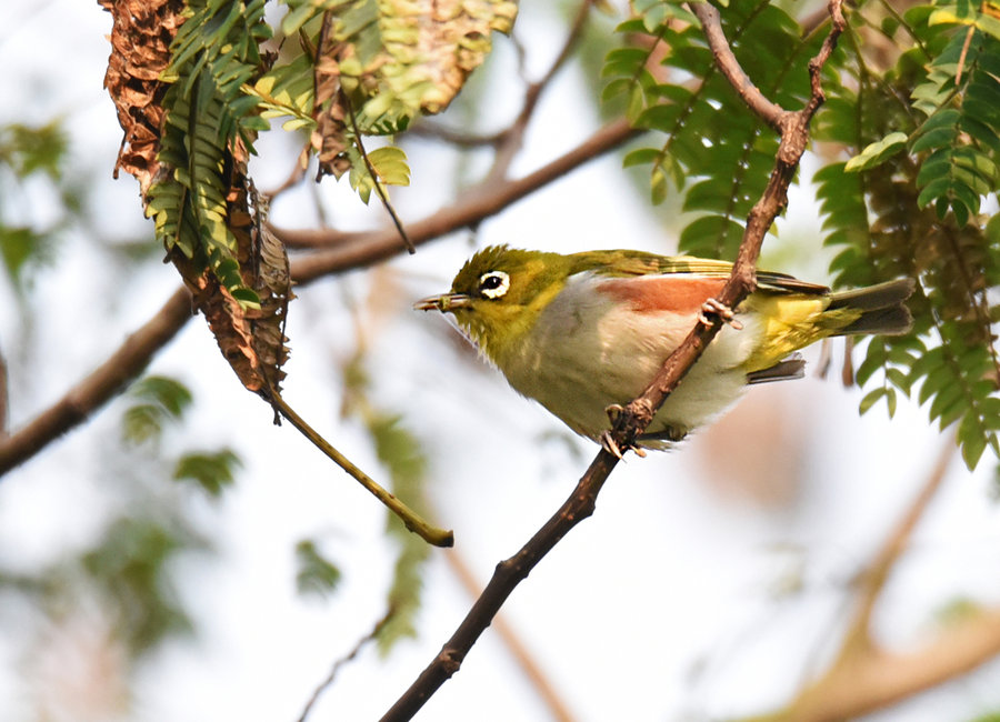 紅脅繡眼鳥