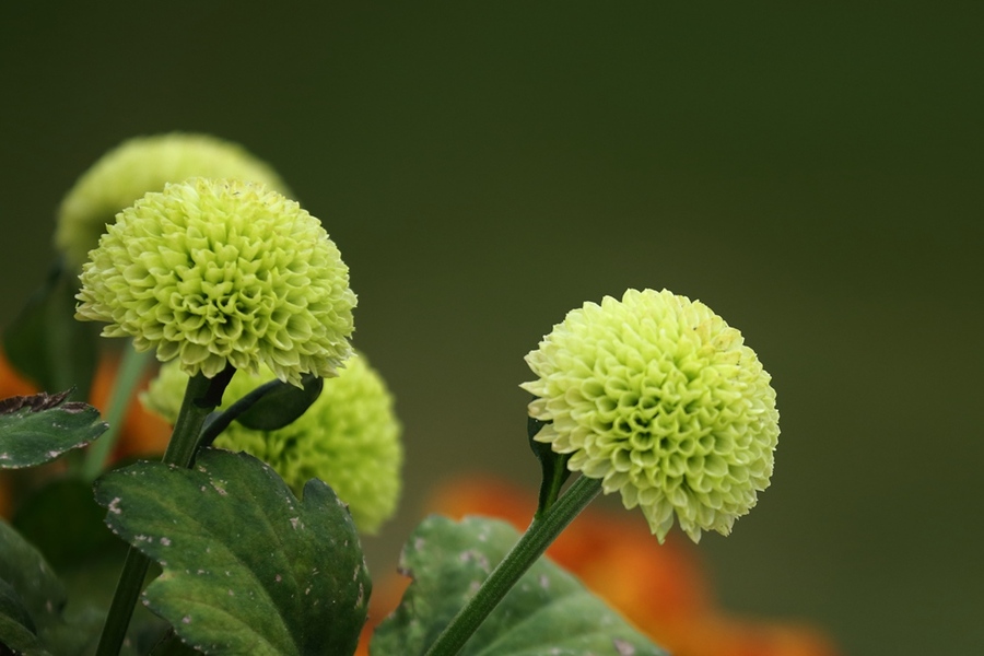 常见小朵菊花品种图片