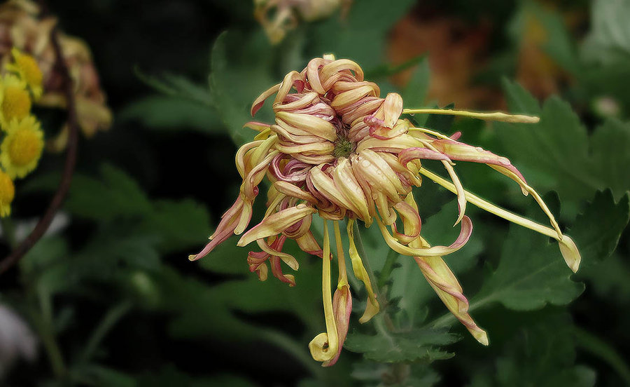 雨中野菊花图片图片