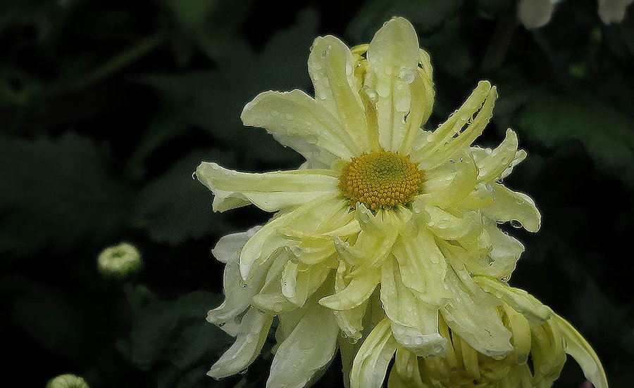 雨中野菊花图片图片