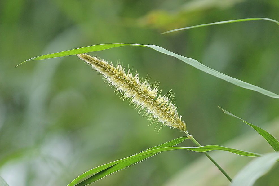  EF 70-200mm f/4L ISԾ.