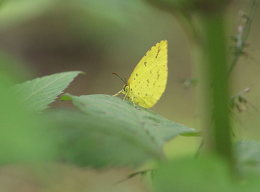  EF 70-200mm f/4L ISԾ.