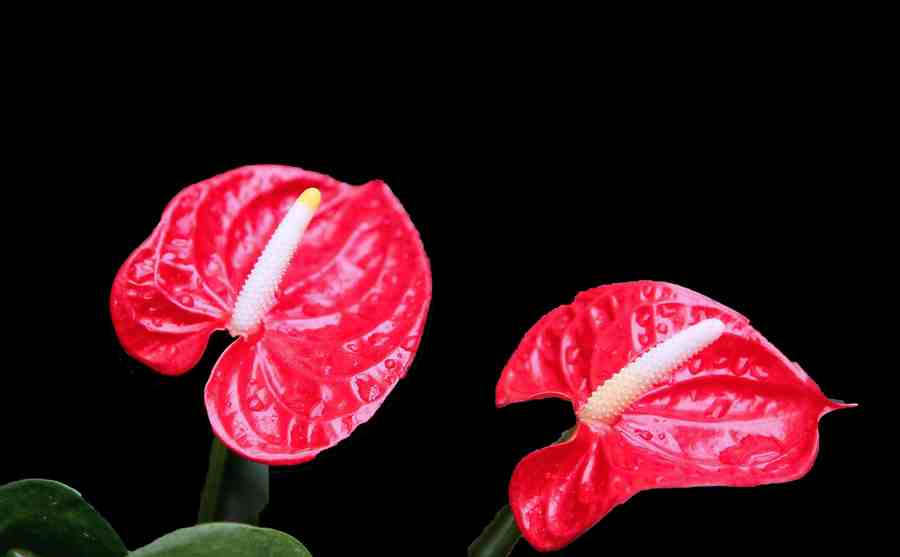 鹅掌草的日本花语图片