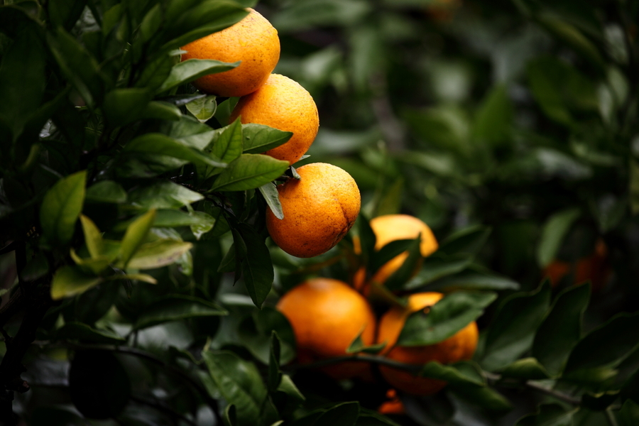 兰州橙子摄影图片