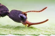 几种蚂蚁大头照