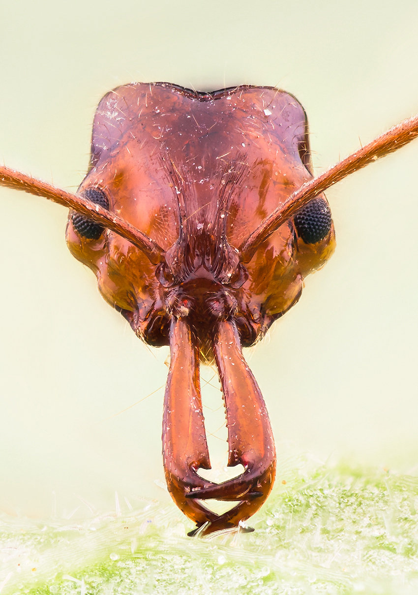 蚂蚁高清放大正脸照图片