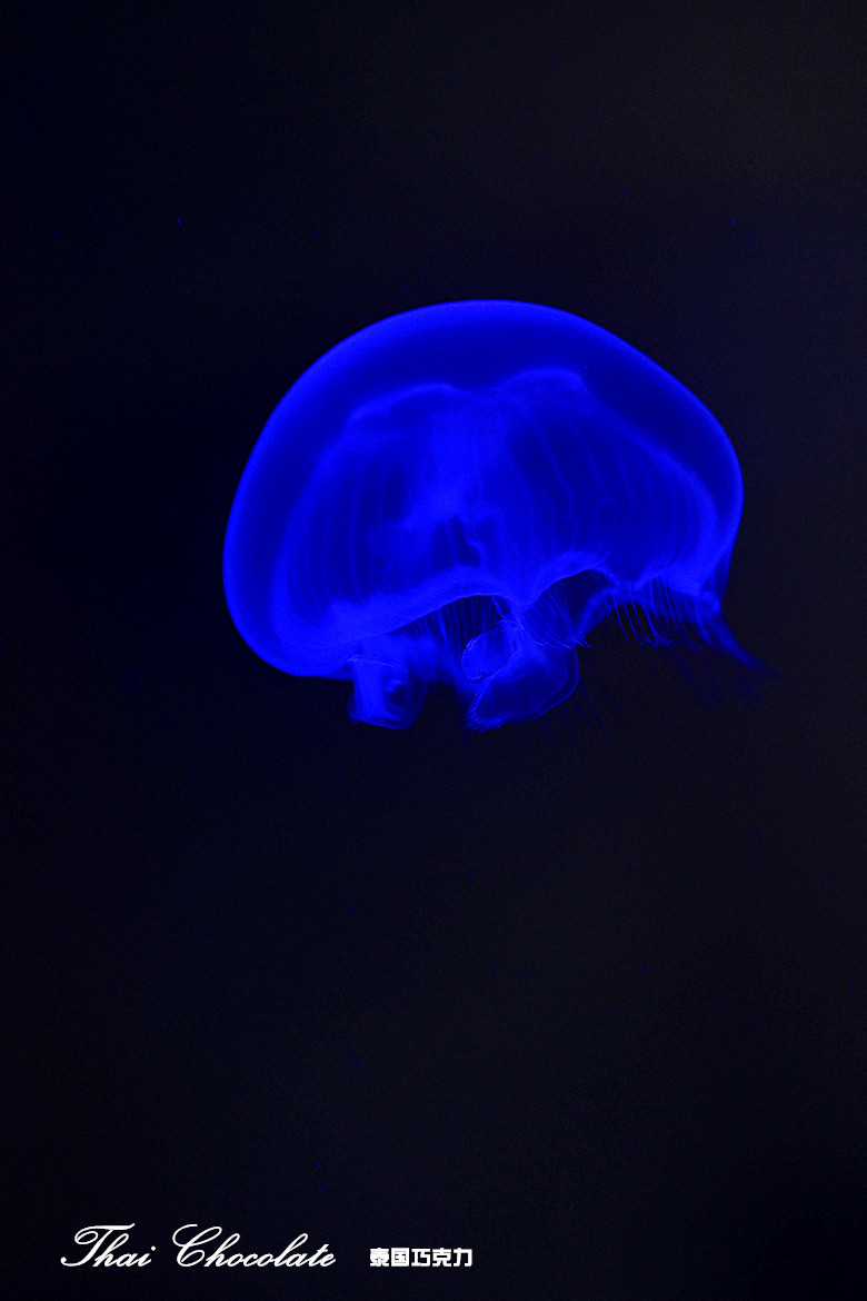 ˮ޼׵----ˮĸ 