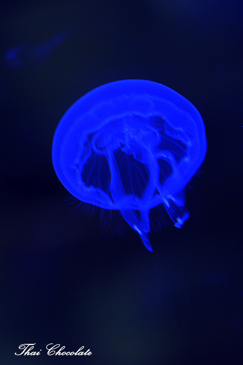 ˮ޼׵----ˮĸ 