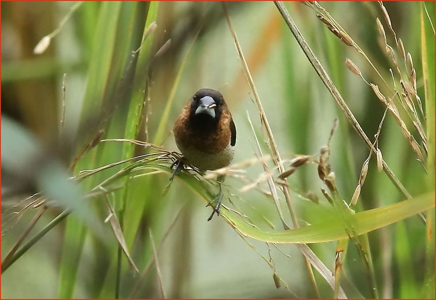 70-200拍小山雀 (共 7 p)