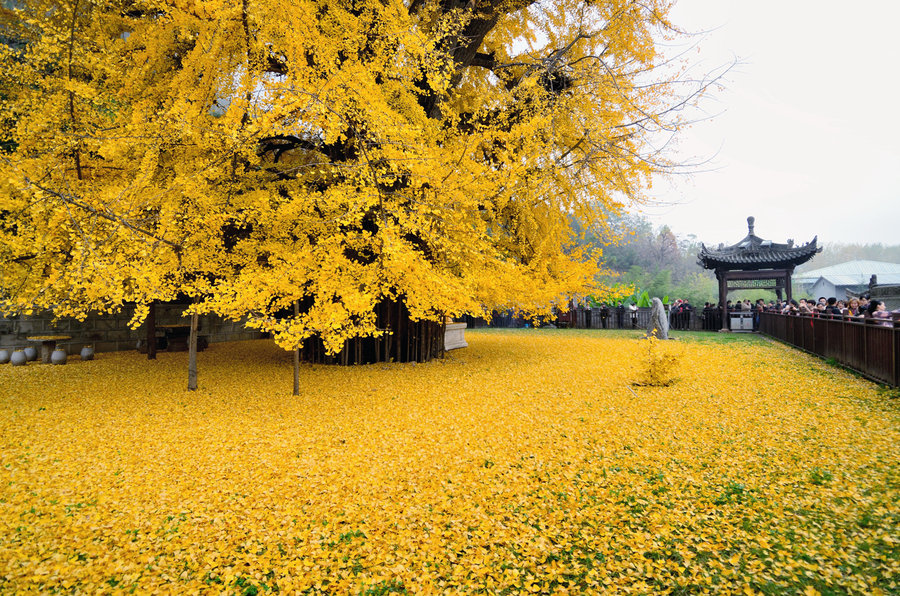 观音禅寺银杏树图片