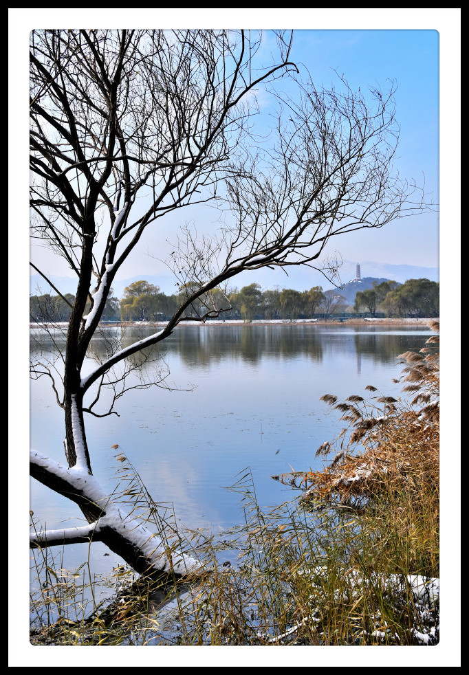 清和公园芦滩飞雪图片