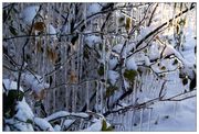 树丛上的冰挂 
