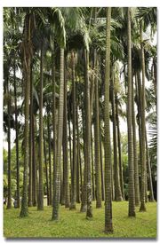华南植物园树木篇---假槟榔