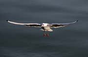 积米崖渔港拍的海鸥