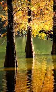湖边的红杉树