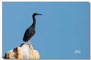 珍稀的大黑鸟——岩鹭