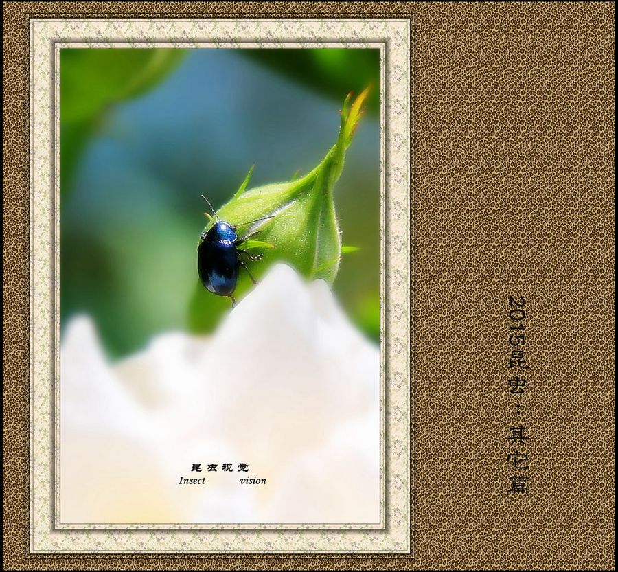 2015棺׿С