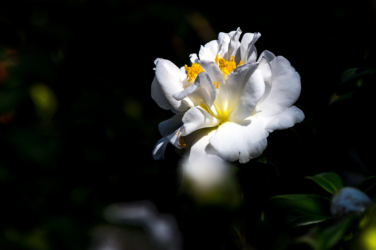 佛山市植物园白茶花二