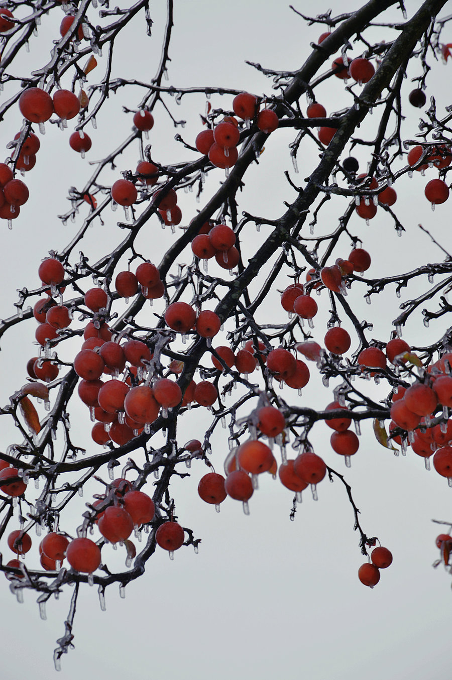 冬天的梨树图片