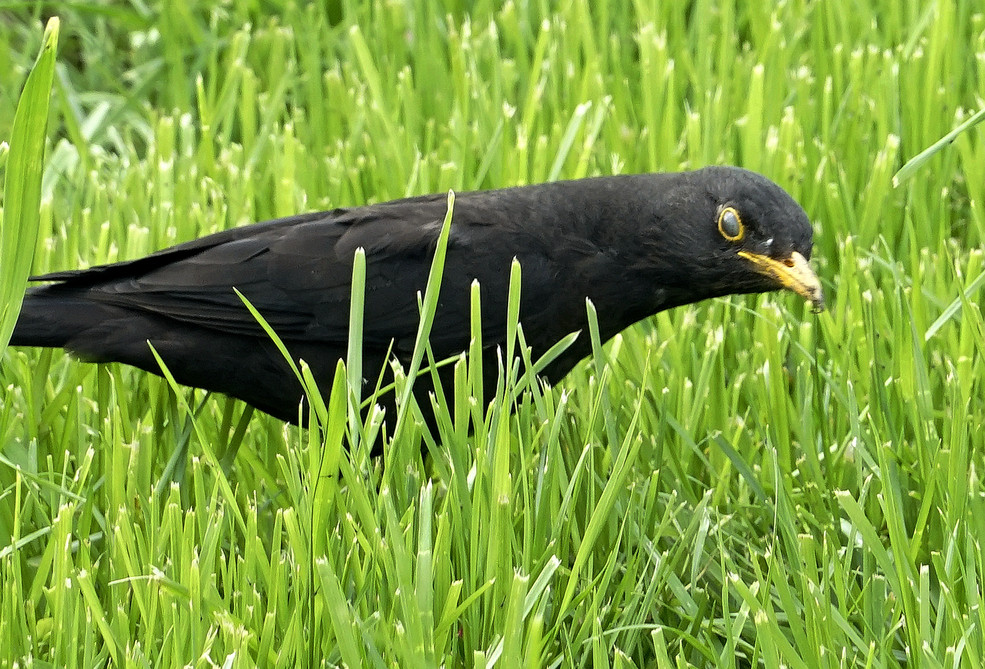 小黑鳥