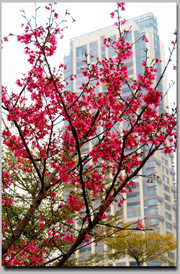 佛山新城赏樱花