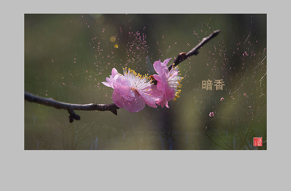 暗香疏影