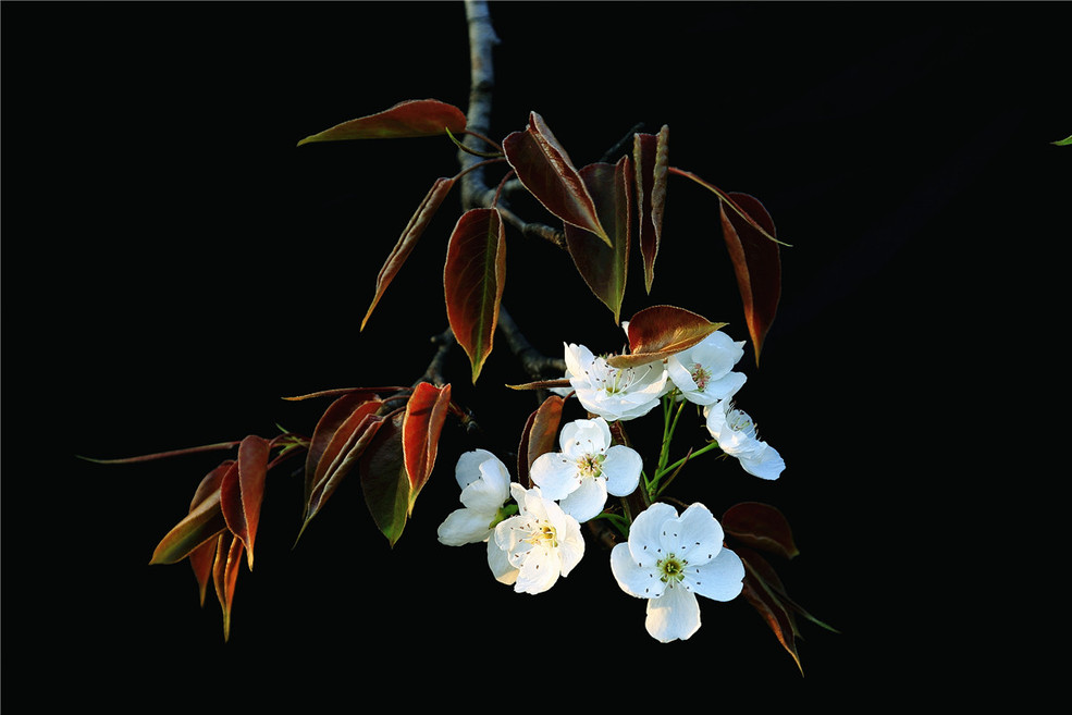 神童山梨花会图片