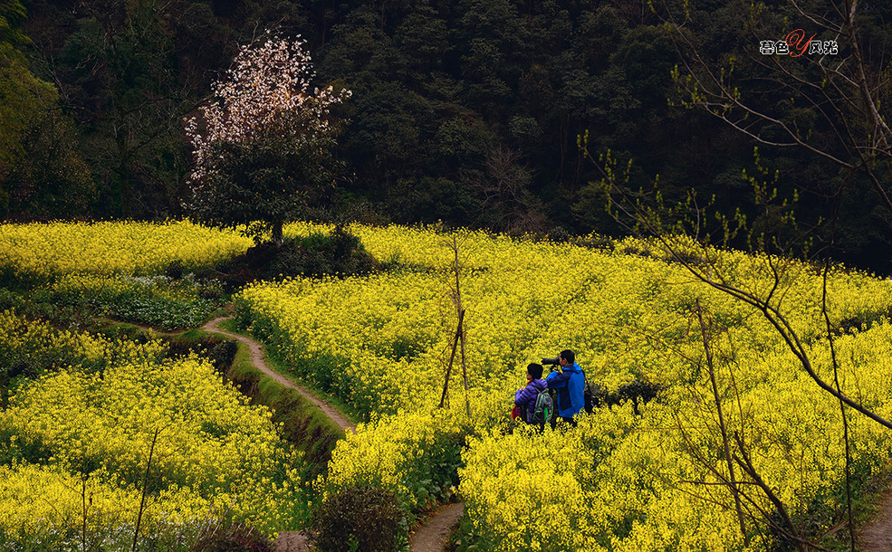 江铃油菜花图片