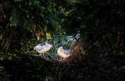 南昌象山森林公园  鸟