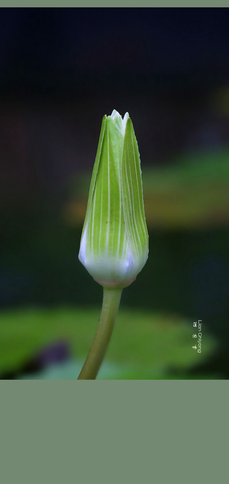 莲蕾夏语