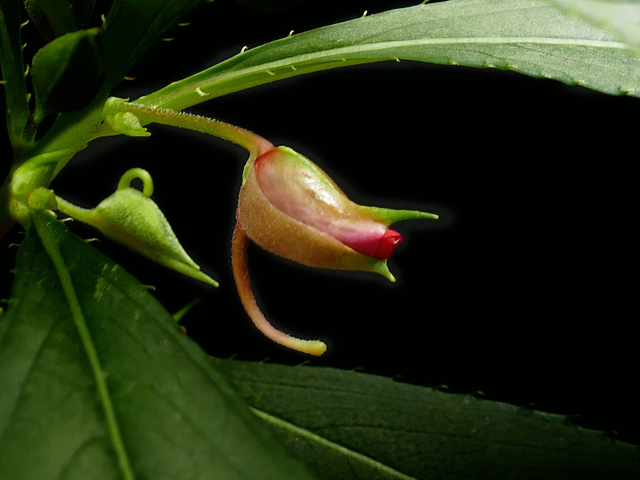 紅色鳳仙花