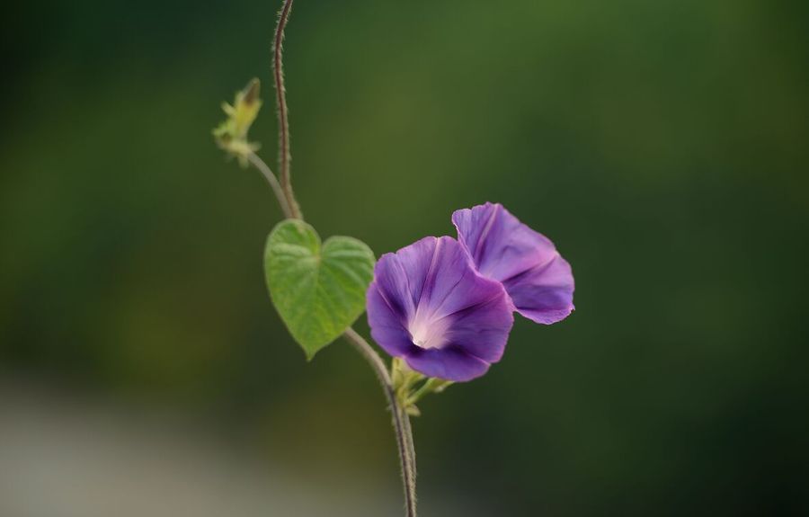 笑臉牽牛花