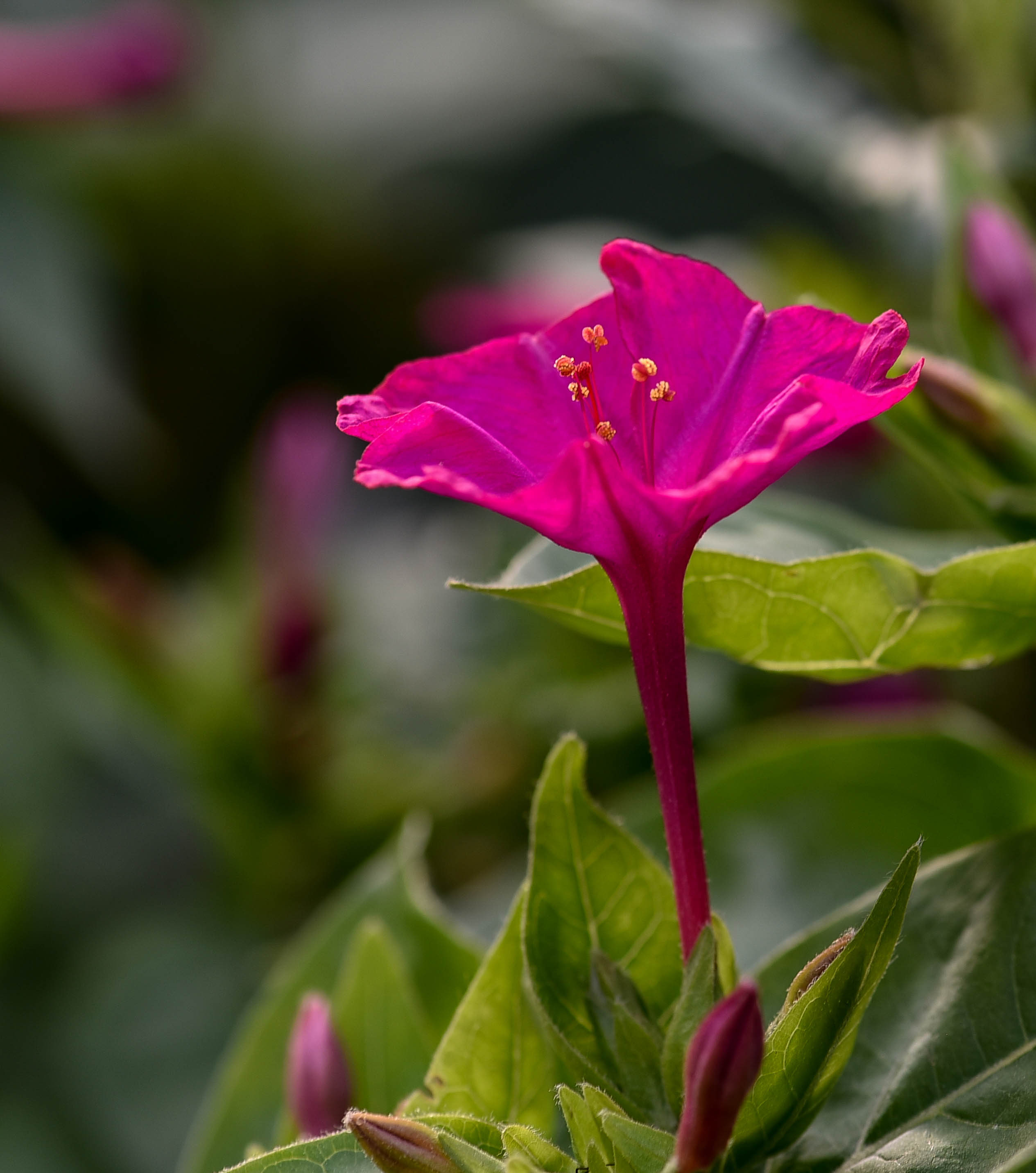 紫茉莉圖片大全