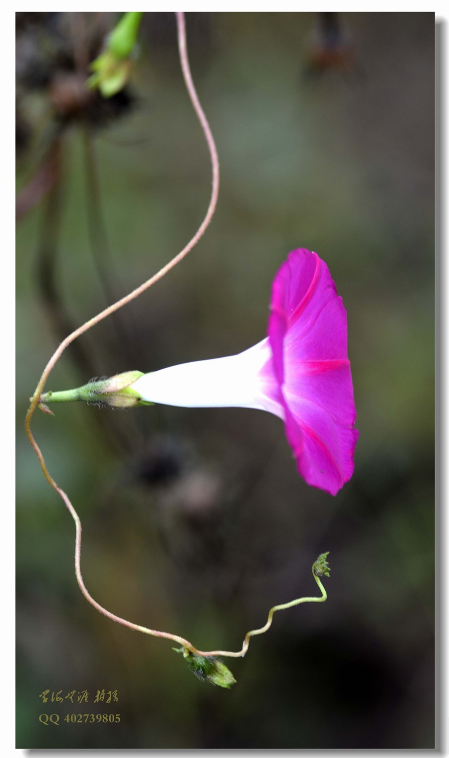 牽牛花