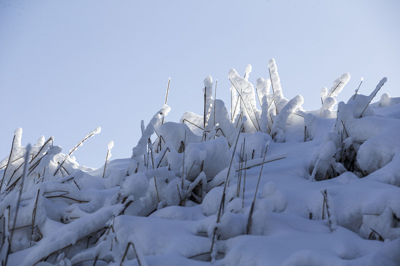 【实拍---甘肃和政松鸣岩的雪松摄影图片】风光