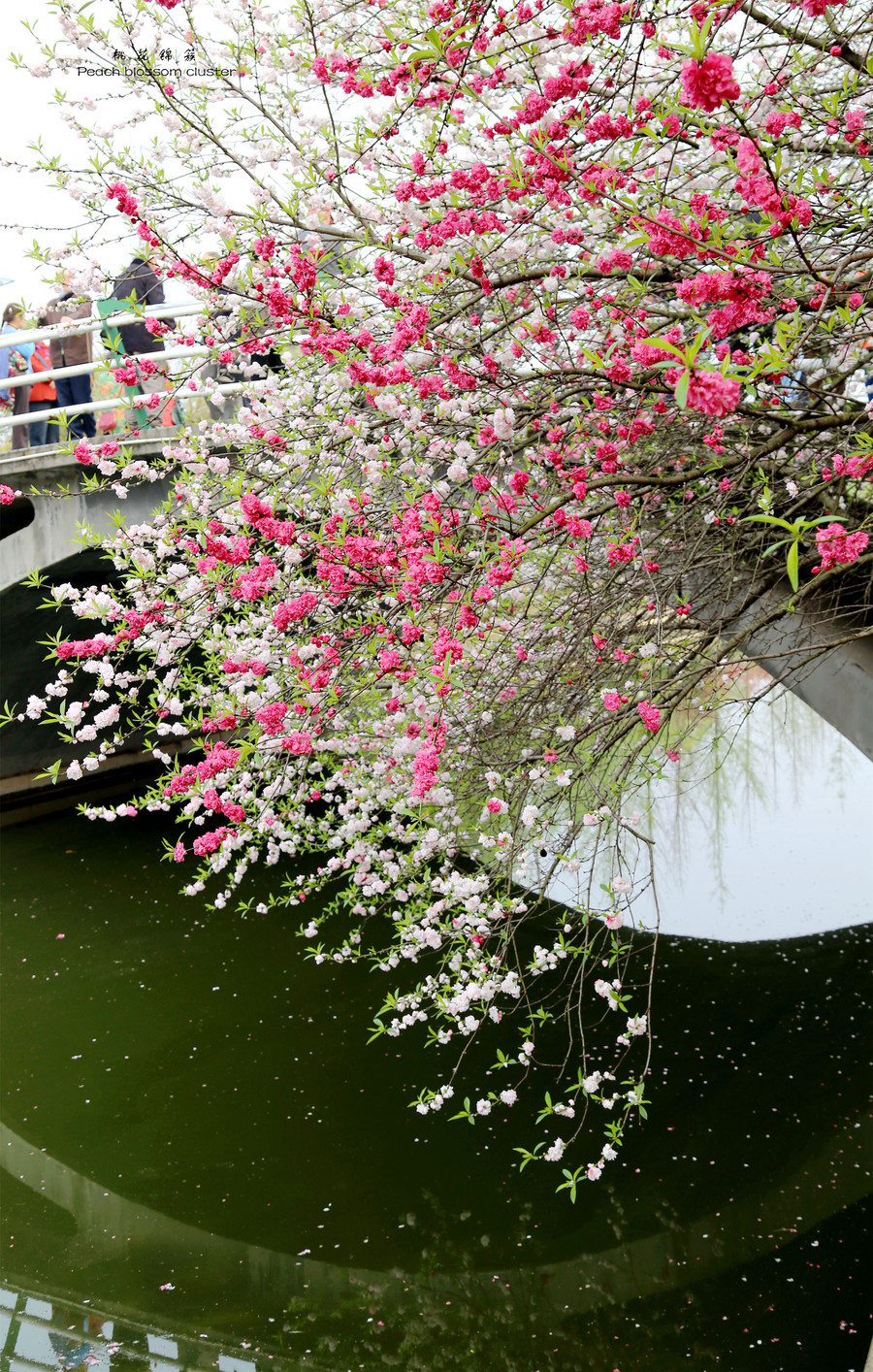 桃花绵簇春意浓)