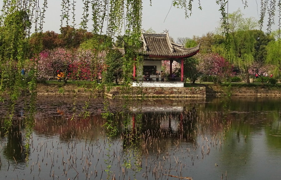 無錫蠡園盛開的桃花